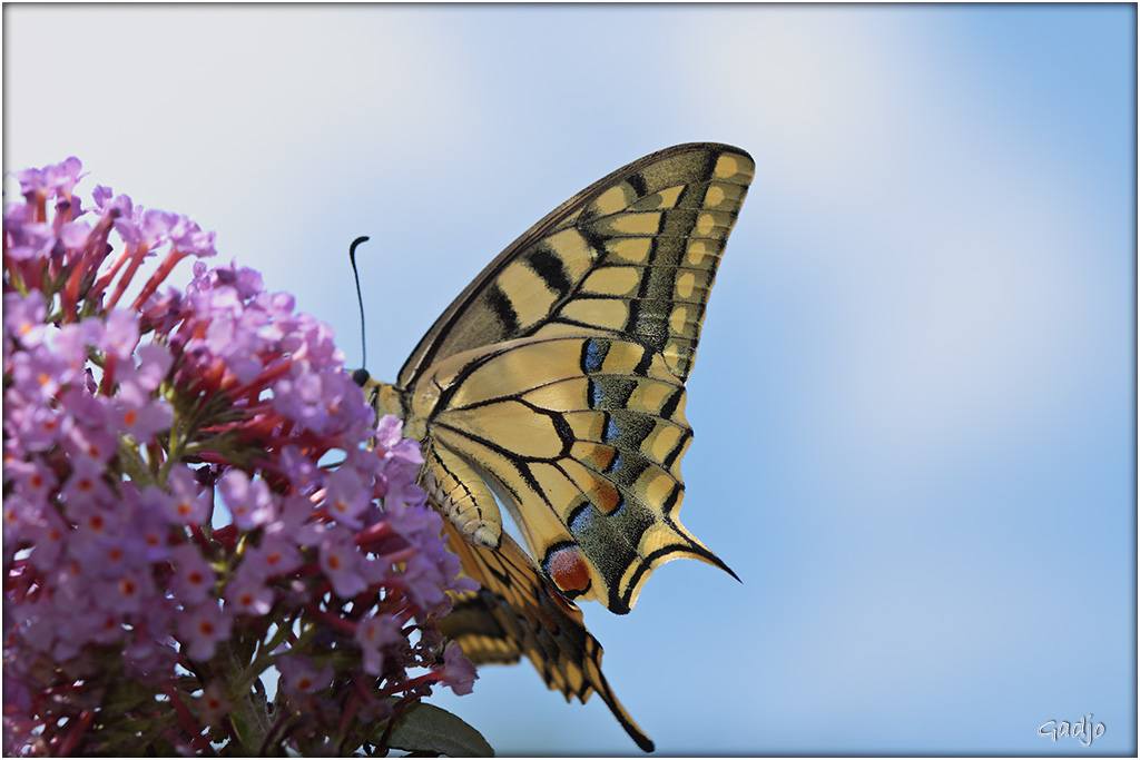 Papillons (1)